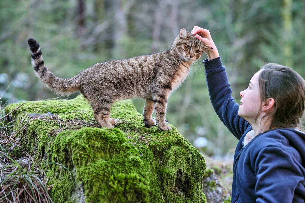 Mon chat et moi, la grande aventure de Rroû